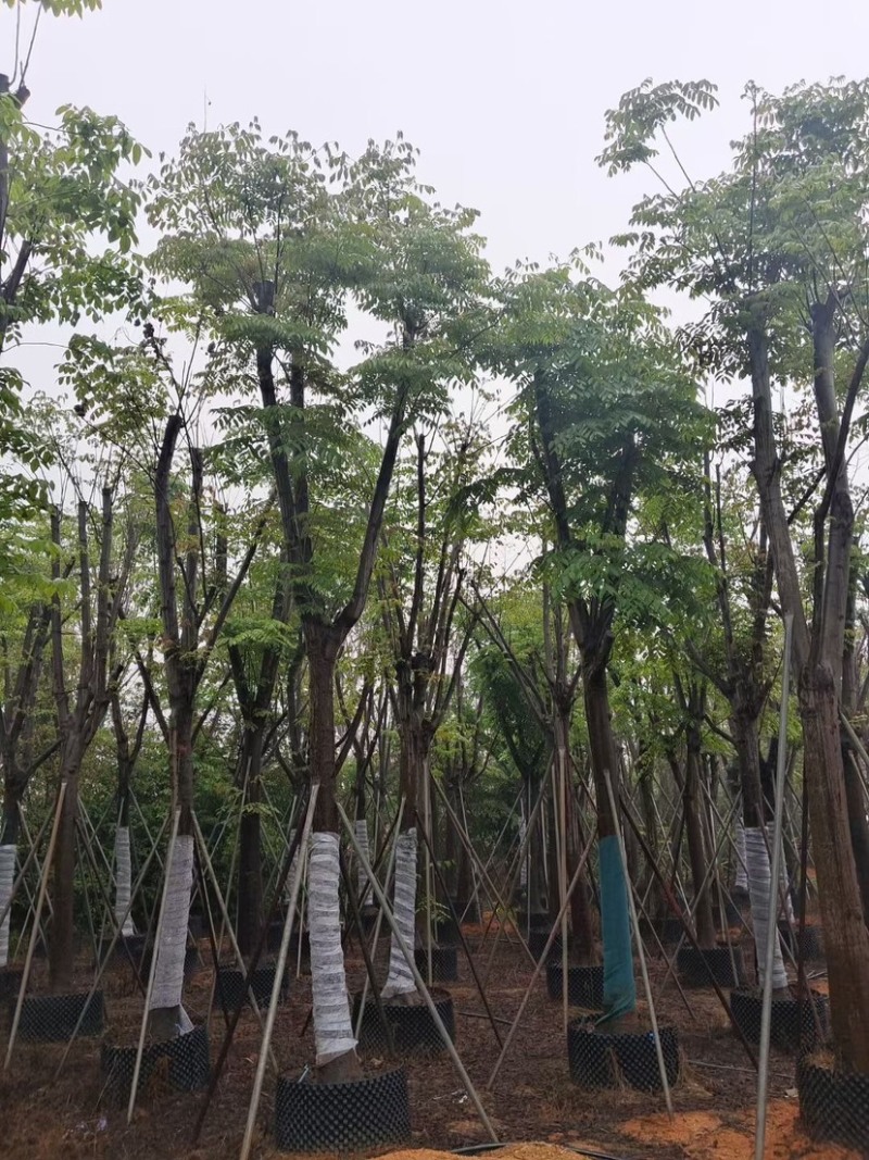 台湾栾树基地直销规格齐全欢迎老板来电咨询合作