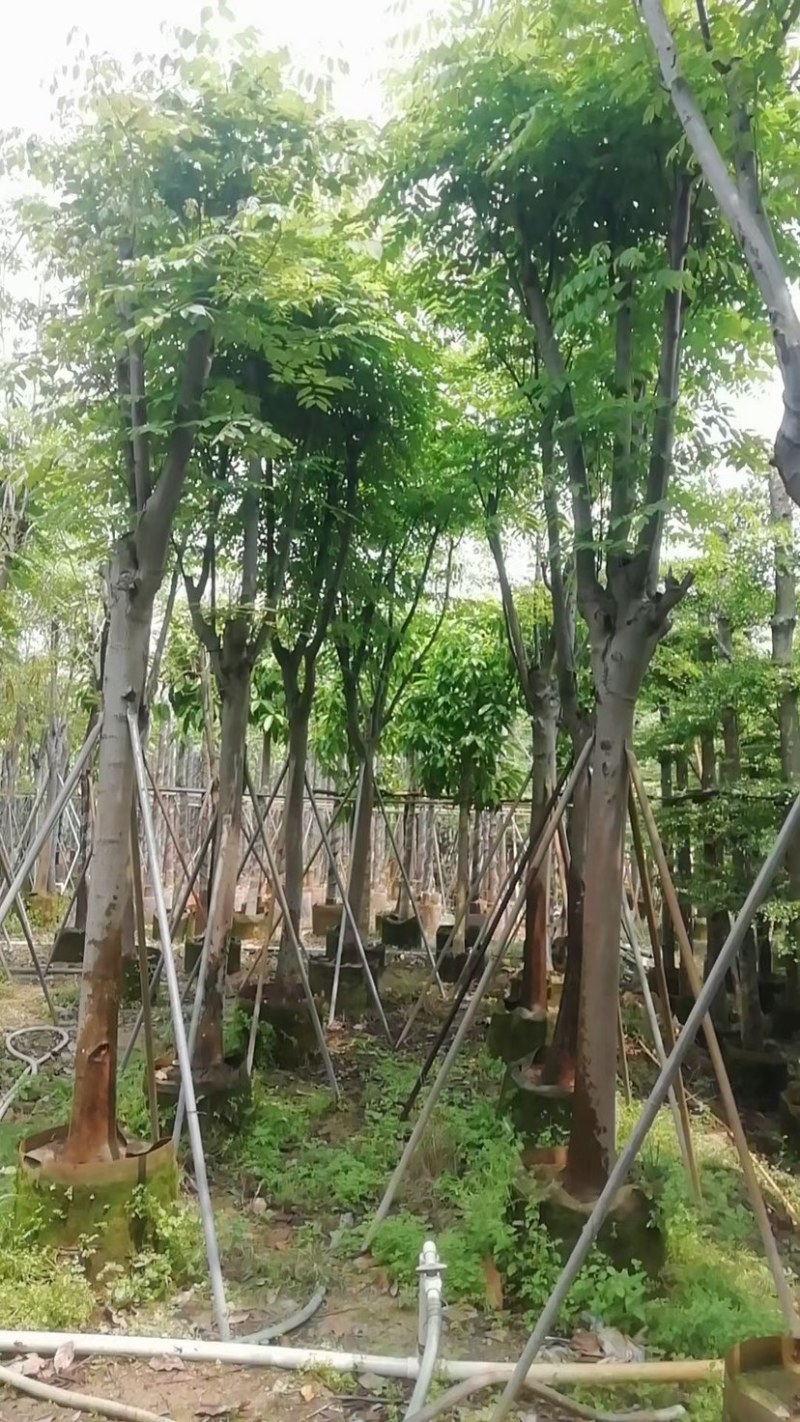 台湾栾树基地直销规格齐全欢迎老板来电咨询合作