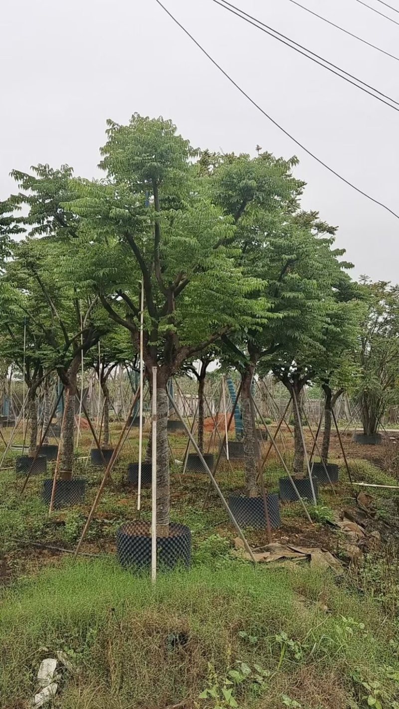 台湾栾树基地直销规格齐全欢迎老板来电咨询合作