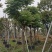 台湾栾树基地直销规格齐全欢迎老板来电咨询合作