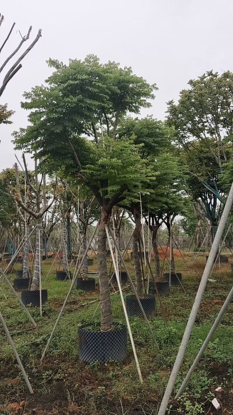 台湾栾树基地直销规格齐全欢迎老板来电咨询合作