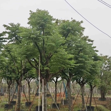 台湾栾树基地直销规格齐全欢迎老板来电咨询合作