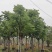 台湾栾树基地直销规格齐全欢迎老板来电咨询合作