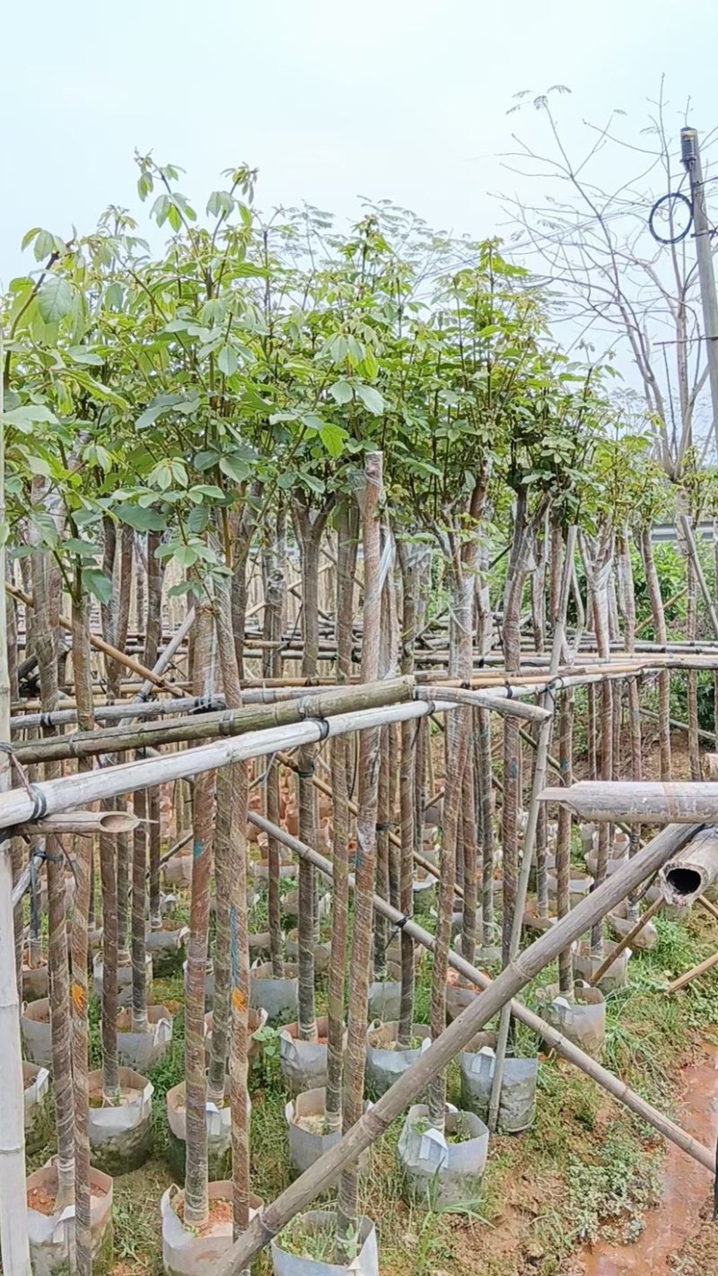 多花/少花黄花风铃木基地直销规格齐全欢迎老板来电咨询