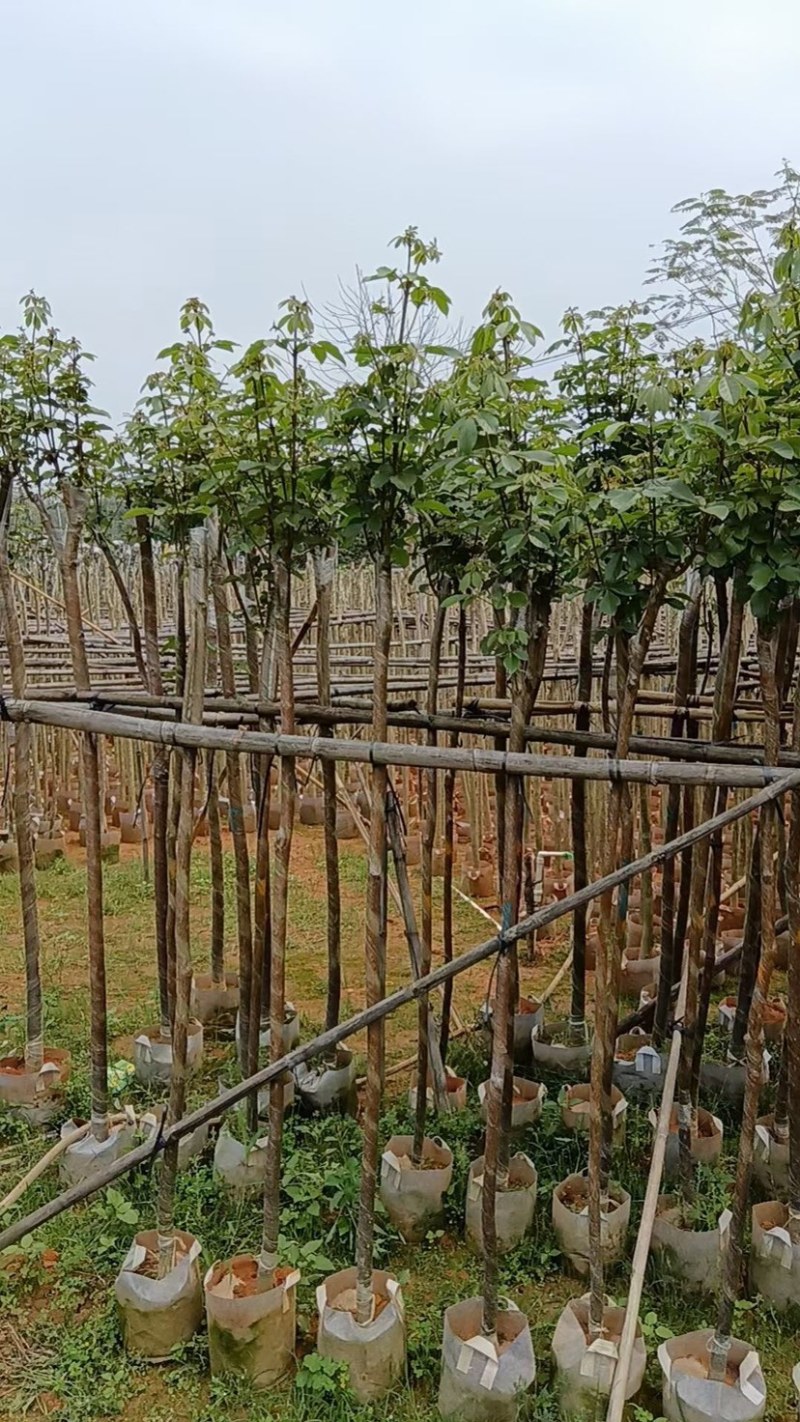 多花/少花黄花风铃木基地直销规格齐全欢迎老板来电咨询
