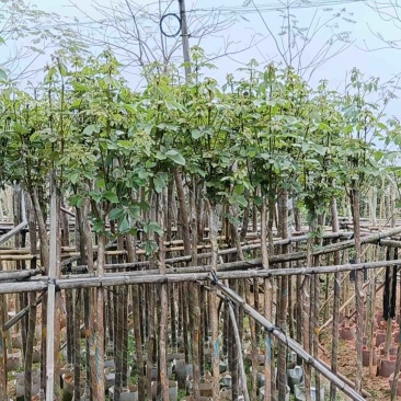 多花/少花黄花风铃木基地直销规格齐全欢迎老板来电咨询