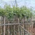 多花/少花黄花风铃木基地直销规格齐全欢迎老板来电咨询