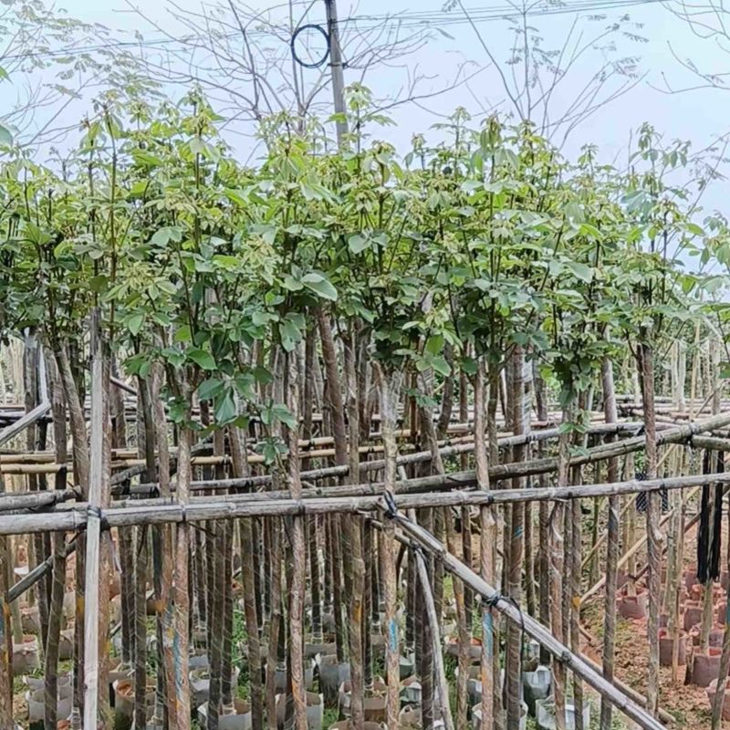 多花/少花黄花风铃木基地直销规格齐全欢迎老板来电咨询