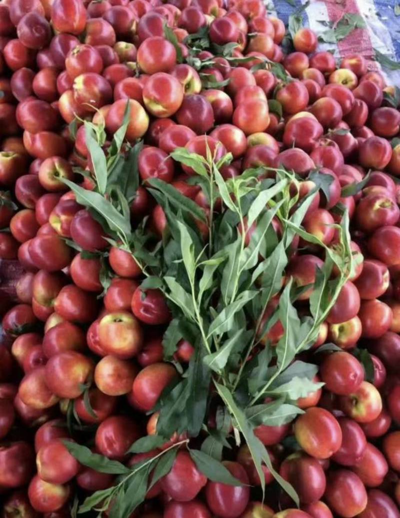 新鲜当季油桃上市，按质量规格论价，甜蜜多汁，健康美味！