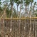 黄花风铃木基地直销规格齐全欢迎老板来电咨询合作