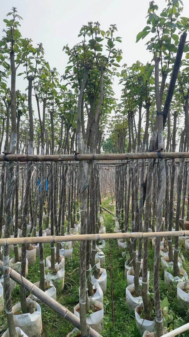 黄花风铃木基地直销规格齐全欢迎老板来电咨询合作