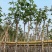 黄花风铃木基地直销规格齐全欢迎老板来电咨询合作