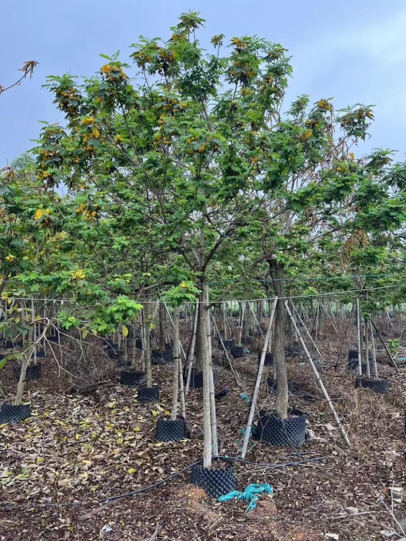 黄花槐10～12公分基地直销规格齐全欢迎老板来电咨询