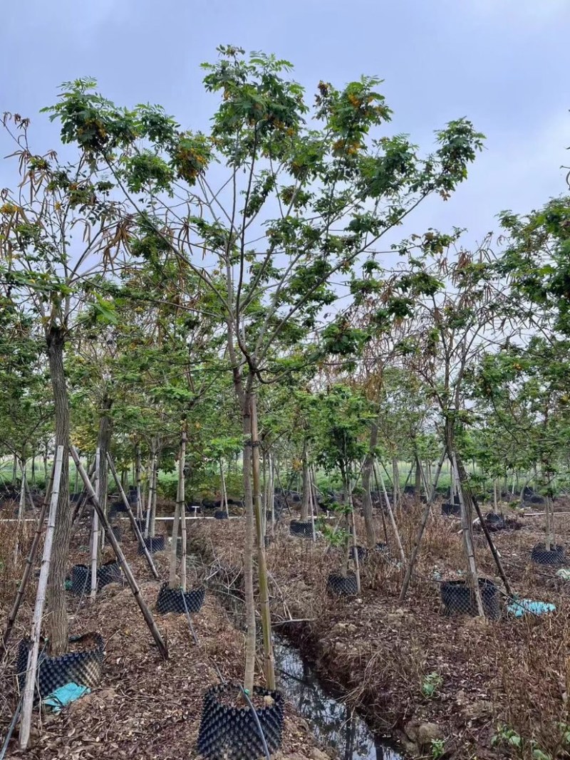 黄花槐10～12公分基地直销规格齐全欢迎老板来电咨询