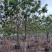 黄花槐10～12公分基地直销规格齐全欢迎老板来电咨询