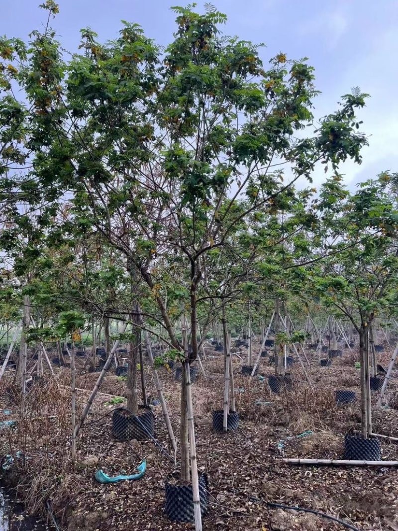 黄花槐10～12公分基地直销规格齐全欢迎老板来电咨询