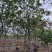 黄花槐10～12公分基地直销规格齐全欢迎老板来电咨询