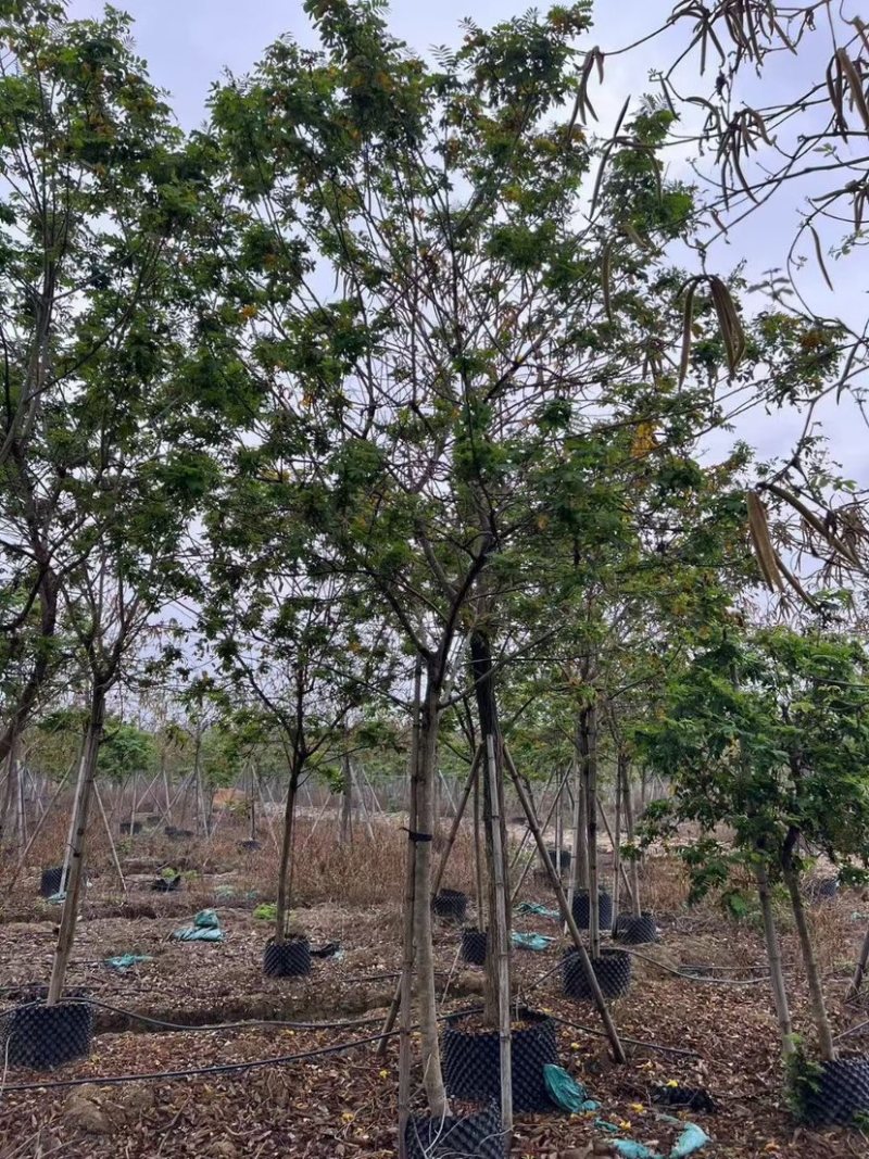 黄花槐10～12公分基地直销规格齐全欢迎老板来电咨询