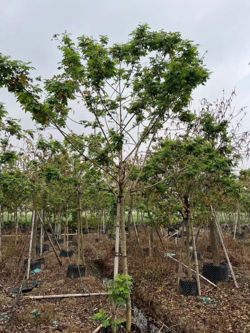 黄花槐10～12公分基地直销规格齐全欢迎老板来电咨询