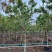 黄花槐10～12公分基地直销规格齐全欢迎老板来电咨询