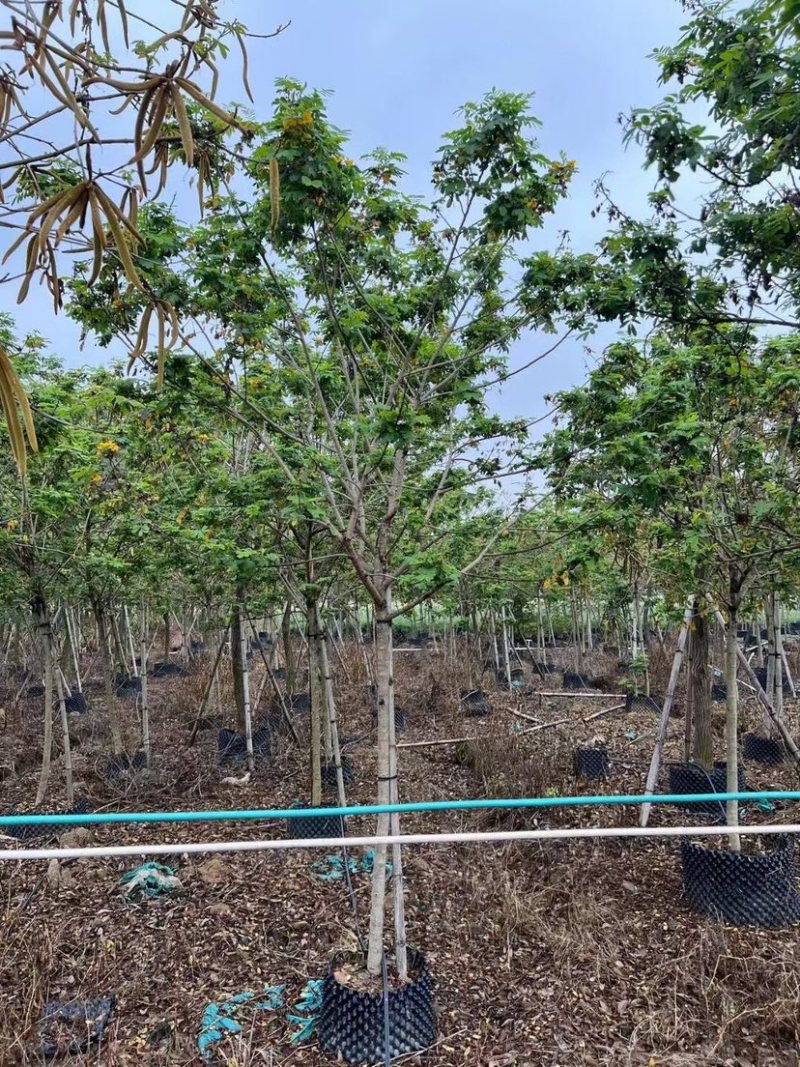 黄花槐10～12公分基地直销规格齐全欢迎老板来电咨询