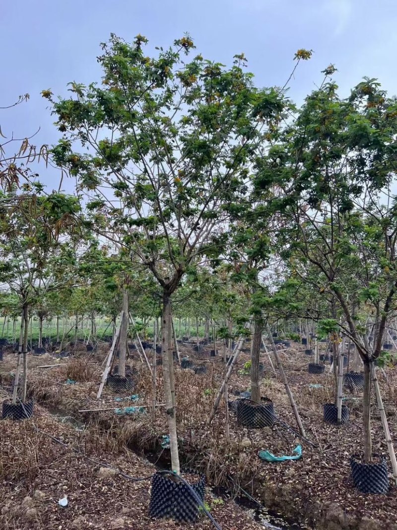 黄花槐10～12公分基地直销规格齐全欢迎老板来电咨询