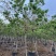黄花槐10～12公分基地直销规格齐全欢迎老板来电咨询
