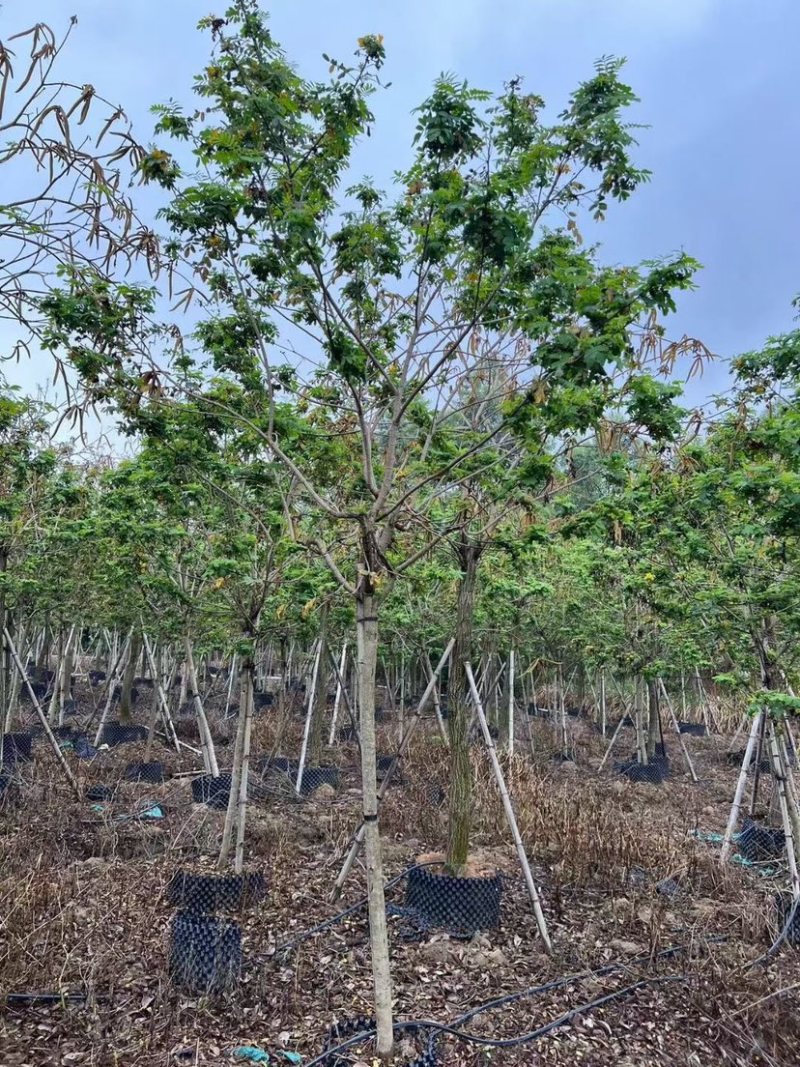 黄花槐10～12公分基地直销规格齐全欢迎老板来电咨询