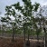 黄花槐10～12公分基地直销规格齐全欢迎老板来电咨询