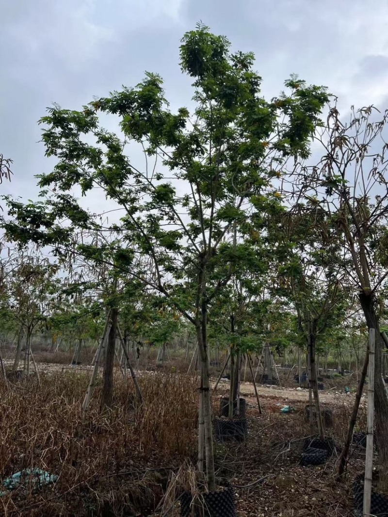 黄花槐10～12公分基地直销规格齐全欢迎老板来电咨询