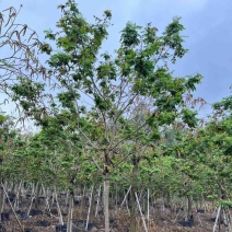 黄花槐10～12公分基地直销规格齐全欢迎老板来电咨询