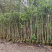 沉香木地径3～4公分基地直销规格齐全欢迎老板来电咨询