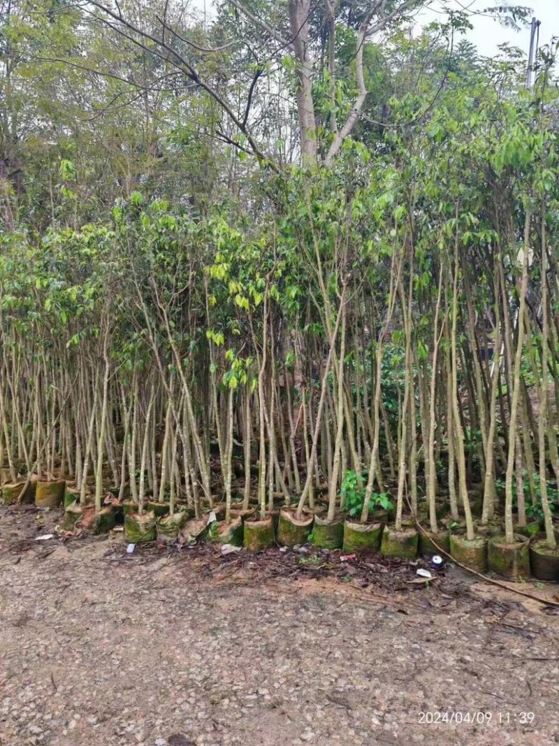 沉香木地径3～4公分基地直销规格齐全欢迎老板来电咨询