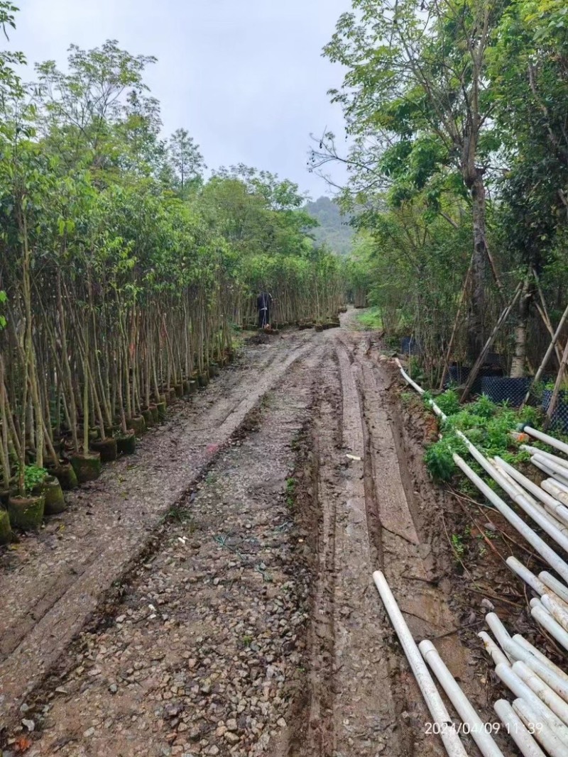 沉香木地径3～4公分基地直销规格齐全欢迎老板来电咨询