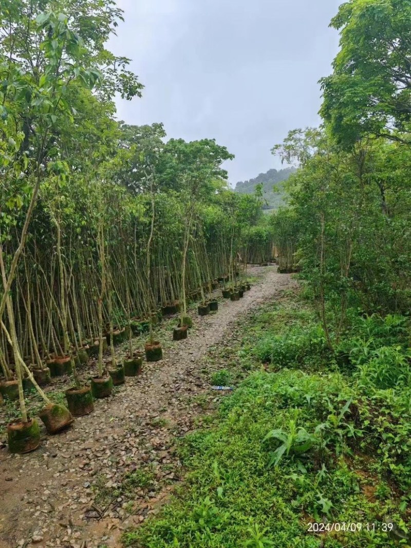 沉香木地径3～4公分基地直销规格齐全欢迎老板来电咨询