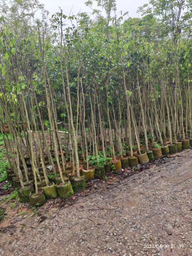 沉香木地径3～4公分基地直销规格齐全欢迎老板来电咨询