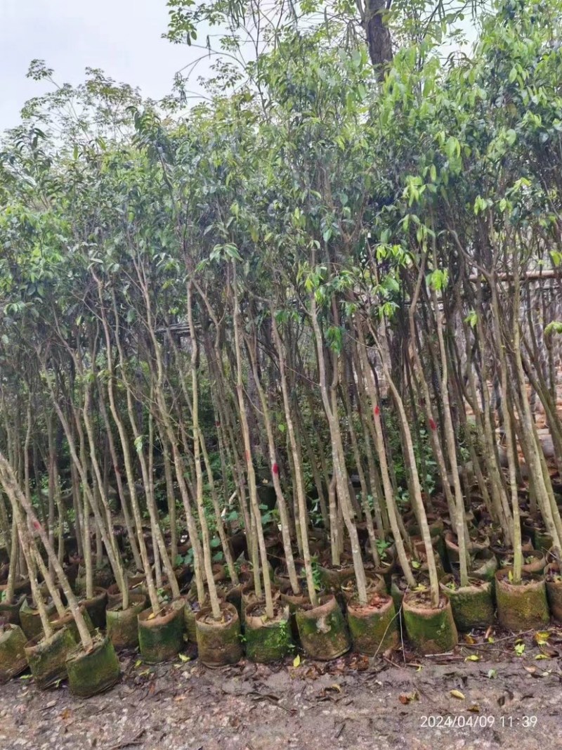 沉香木地径3～4公分基地直销规格齐全欢迎老板来电咨询