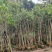 沉香木地径3～4公分基地直销规格齐全欢迎老板来电咨询