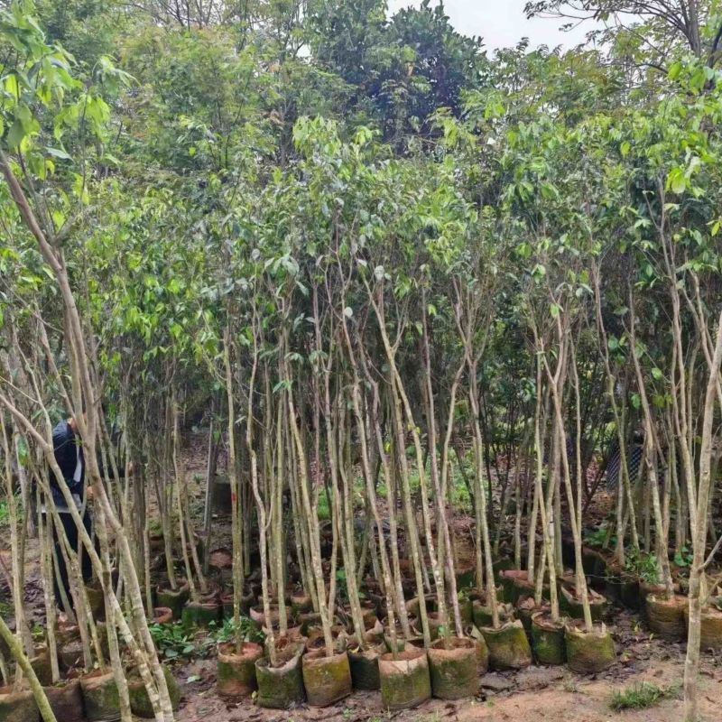 沉香木地径3～4公分基地直销规格齐全欢迎老板来电咨询