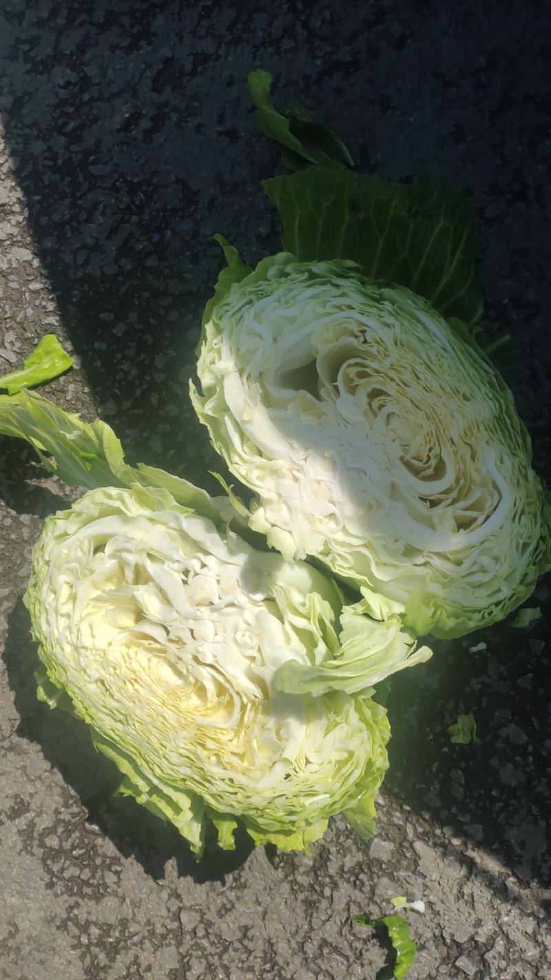 富士春，耐裂春神，春晓紧包春莲白，紧包菜