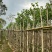 宫粉紫荆3～5公分基地直销规格齐全欢迎老板来电咨询