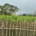 宫粉紫荆3～5公分基地直销规格齐全欢迎老板来电咨询