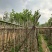 宫粉紫荆3～5公分基地直销规格齐全欢迎老板来电咨询