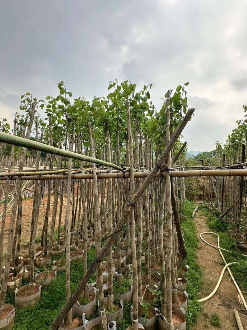 宫粉紫荆3～5公分基地直销规格齐全欢迎老板来电咨询
