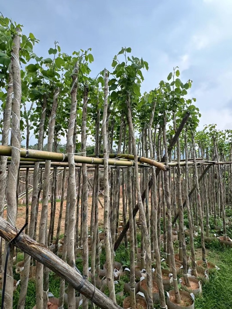 宫粉紫荆3～5公分基地直销规格齐全欢迎老板来电咨询