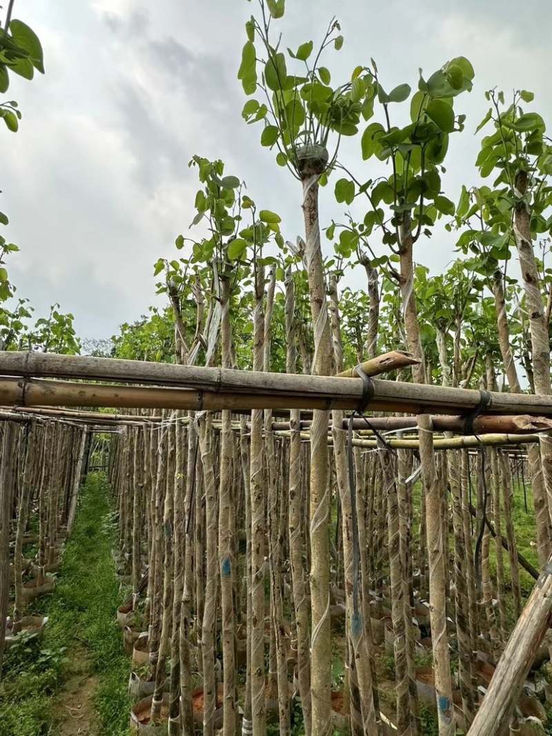 宫粉紫荆3～5公分基地直销规格齐全欢迎老板来电咨询