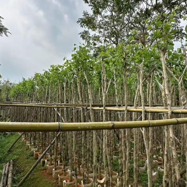 宫粉紫荆3～5公分基地直销规格齐全欢迎老板来电咨询
