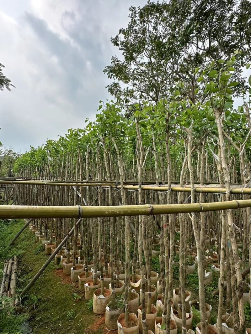 宫粉紫荆3～5公分基地直销规格齐全欢迎老板来电咨询