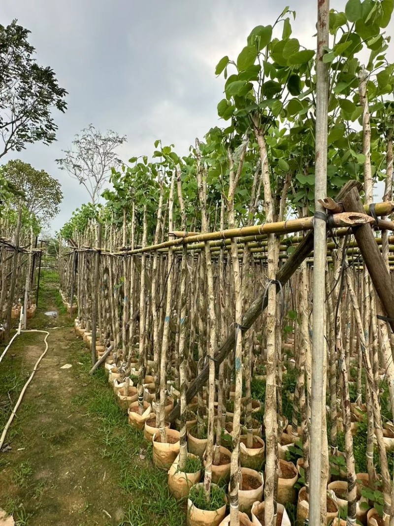 宫粉紫荆3～5公分基地直销规格齐全欢迎老板来电咨询