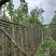 宫粉紫荆3～5公分基地直销规格齐全欢迎老板来电咨询